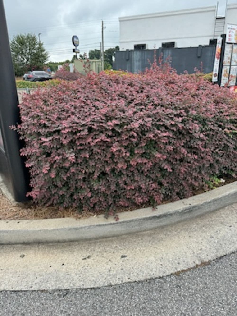 Gallery photos for Commercial Landscaping: Image #3